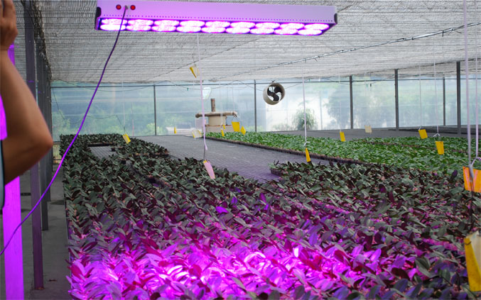 LED植物灯效果图