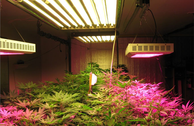 LED植物灯效果图